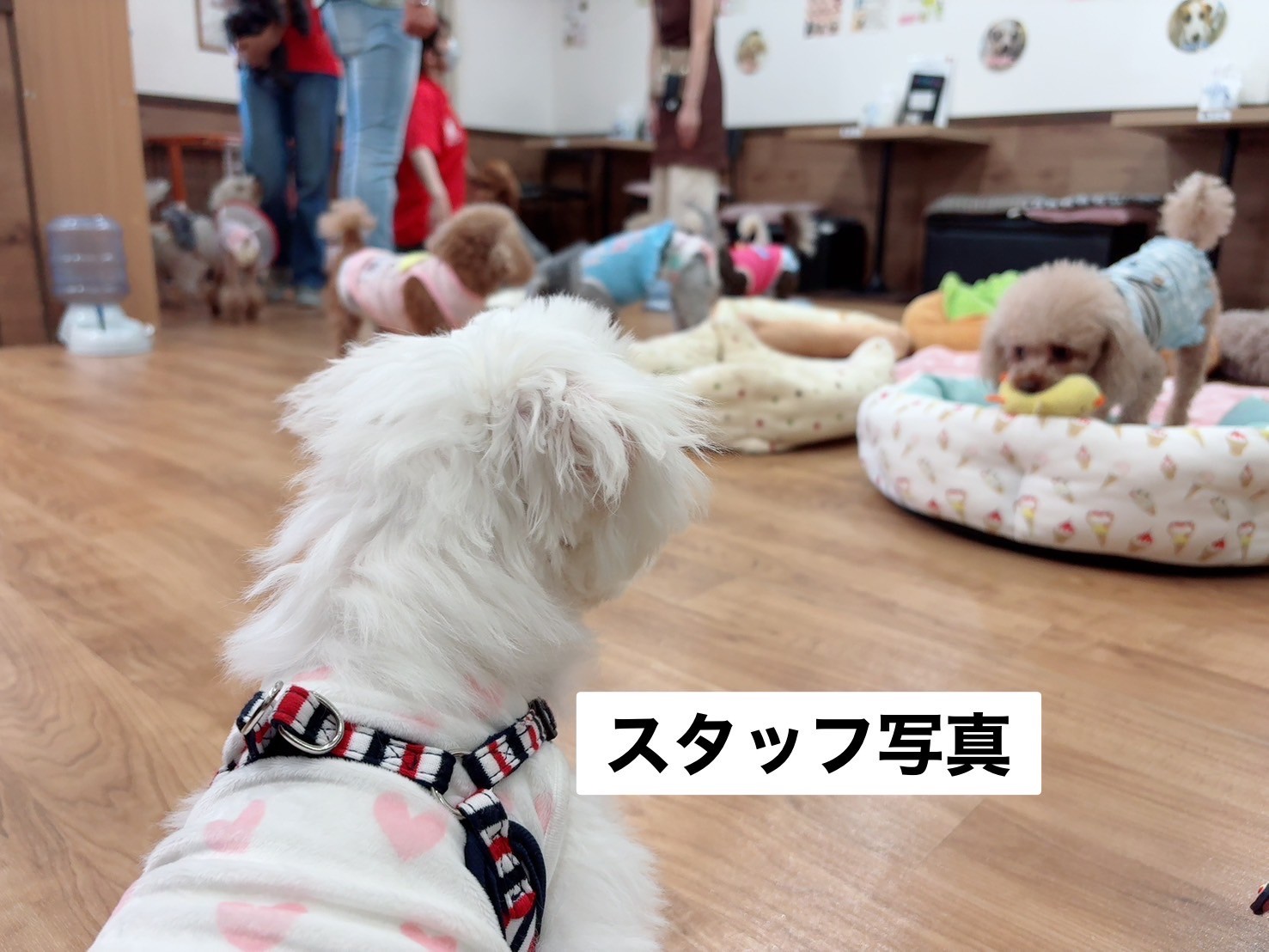 元気なスタッフ